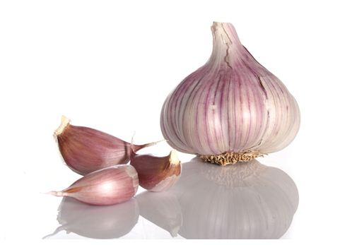 garlic growing tips