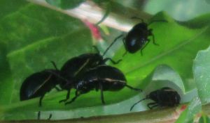 6-14-14--black-beetle