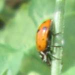 6-14-14-ladybug
