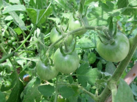 6-14-14-tomatoe-cluster