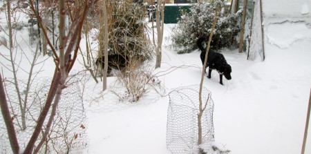 1-31-14-snow-dogs