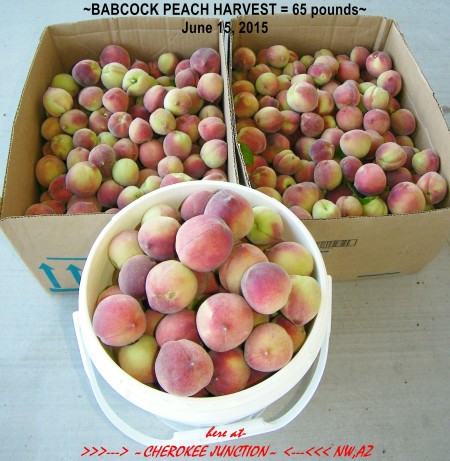 2015-6--Babcock-Peaches-harvest