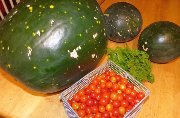 Melons, Peace Vine Tomatoes and Southern Giant Curled Mustard