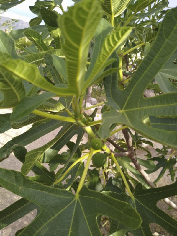 6/4/22 Figs ripening