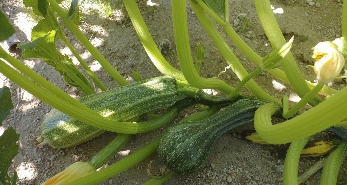 Zucchini — males, females and pollination