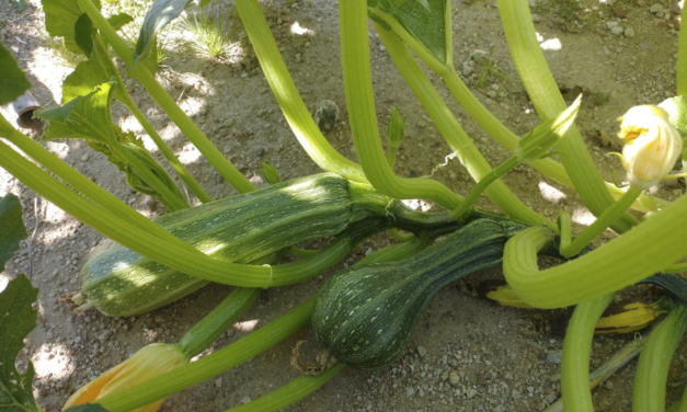 Zucchini — males, females and pollination
