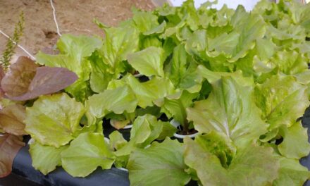 Hydroponic winter greens and so much rain!