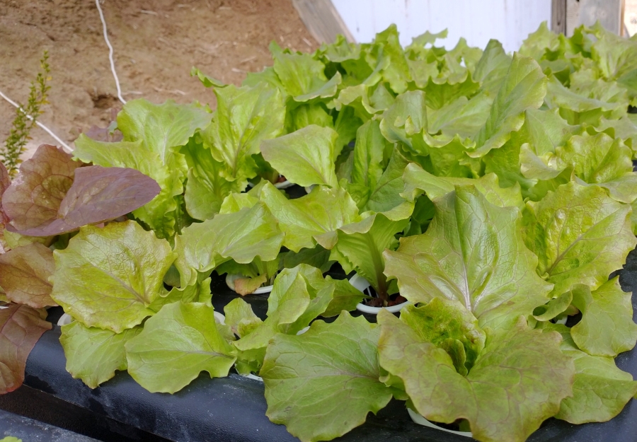 Hydroponic winter greens and so much rain!