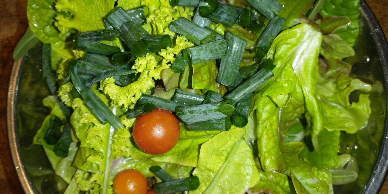 The last of the lettuce and mustard, onions and the first tomatoes